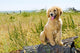 Golden Retriever Puppy Wall Mural