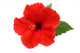 Red Hibiscus Flower White Wall Decal