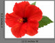 Red Hibiscus Flower White Wall Decal
