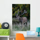 Red Deer Wall Mural