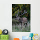 Red Deer Wall Mural