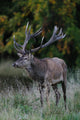 Red Deer Wall Mural