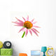 Echinacea