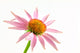 Echinacea