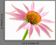 Echinacea