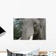 Elephant Portrait Wall Mural