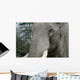 Elephant Portrait Wall Mural