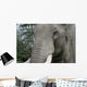 Elephant Portrait Wall Mural