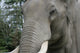 Elephant Portrait Wall Mural