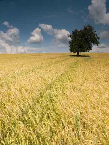 Field Wall Decal
