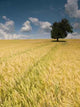 Field Wall Decal