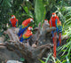 Flock Parrot Macaw Wall Mural