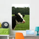 Cow Portrait