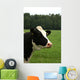 Cow Portrait