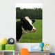 Cow Portrait