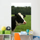 Cow Portrait