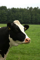 Cow Portrait