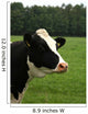 Cow Portrait