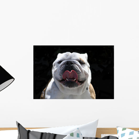 English Bulldog Wall Mural