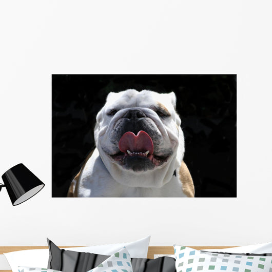 English Bulldog Wall Mural