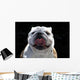 English Bulldog Wall Mural
