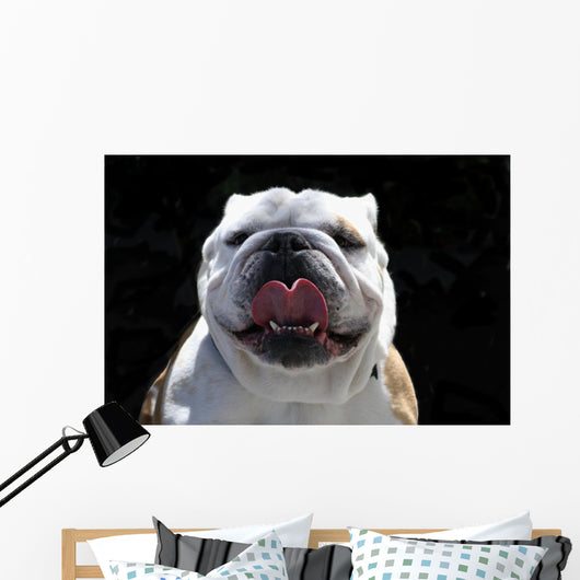 English Bulldog Wall Mural
