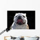 English Bulldog Wall Mural