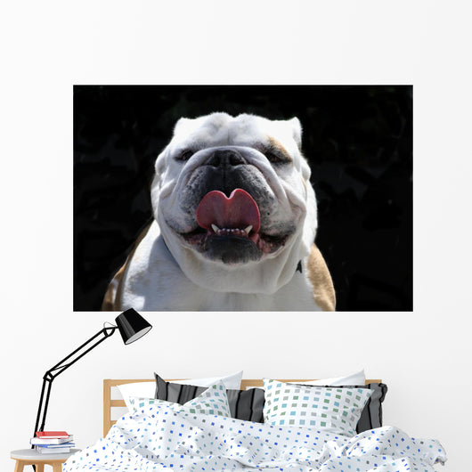 English Bulldog Wall Mural