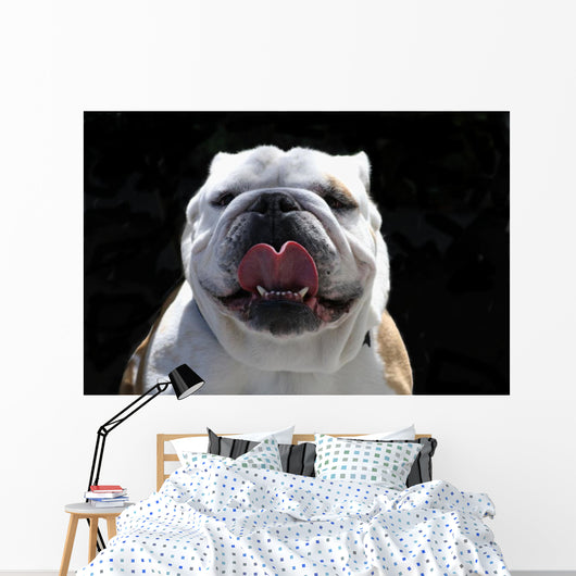 English Bulldog Wall Mural