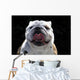 English Bulldog Wall Mural