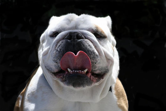 English Bulldog Wall Mural