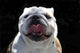 English Bulldog Wall Mural