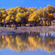 Autumn Forest and Pond Wall Decal
