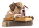 Dog Decals - Purebred English Bulldog in Glasses with Book Wall Decal