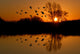Evening Ducks Wall Mural