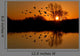 Evening Ducks Wall Mural