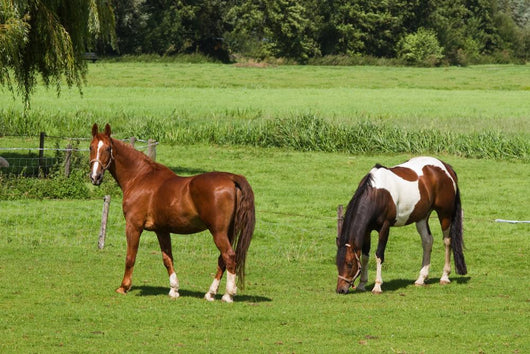Grassland with Two Horses Wall Mural