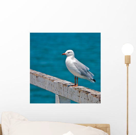Seagull
