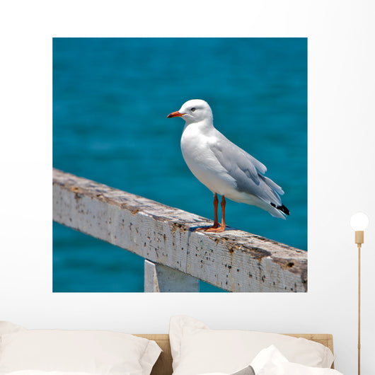 Seagull