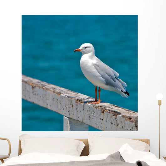 Seagull