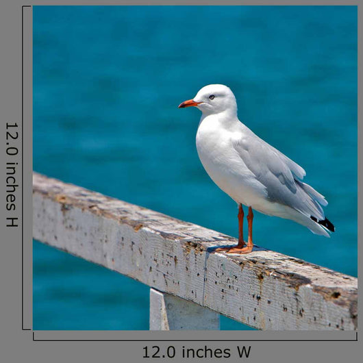 Seagull