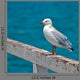 Seagull