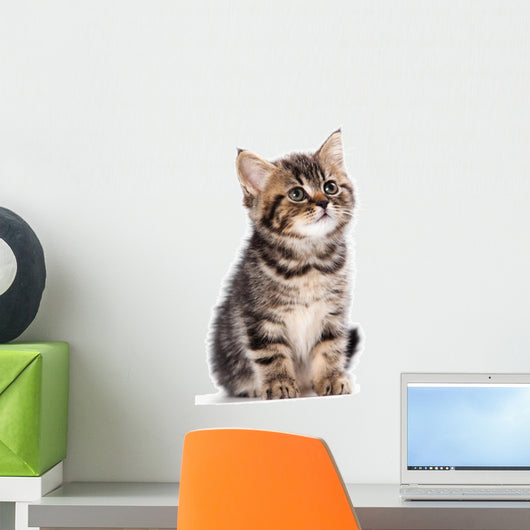 British Kitten Wall Decal
