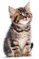British Kitten Wall Decal