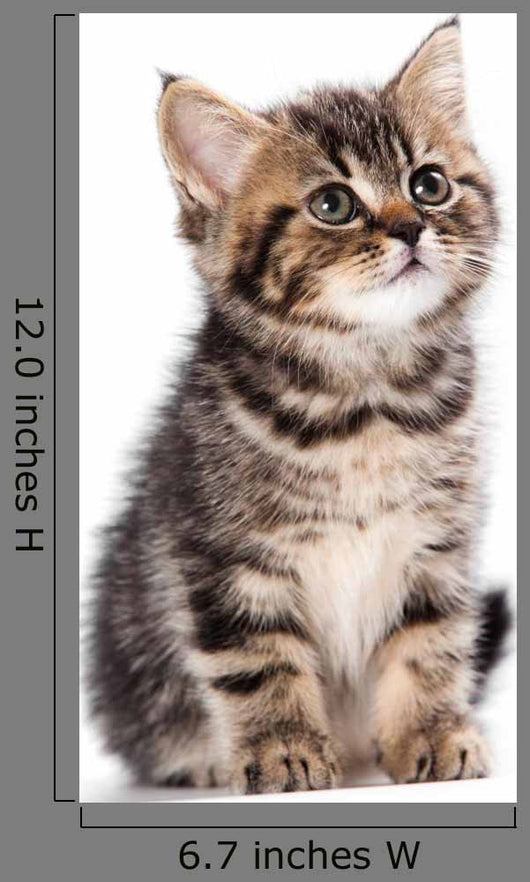 British Kitten Wall Decal