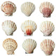 Pink and White Seashells Wall Decal Sticker Set