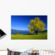 Down Lake Wall Decal