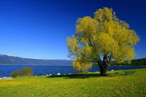 Down Lake Wall Decal