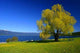 Down Lake Wall Decal