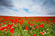 flowers field Wall Mural